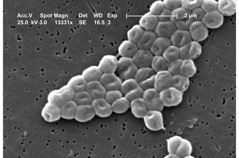How a harmless environmental bacterium became the dreaded hospital germ Acinetobacter baumannii