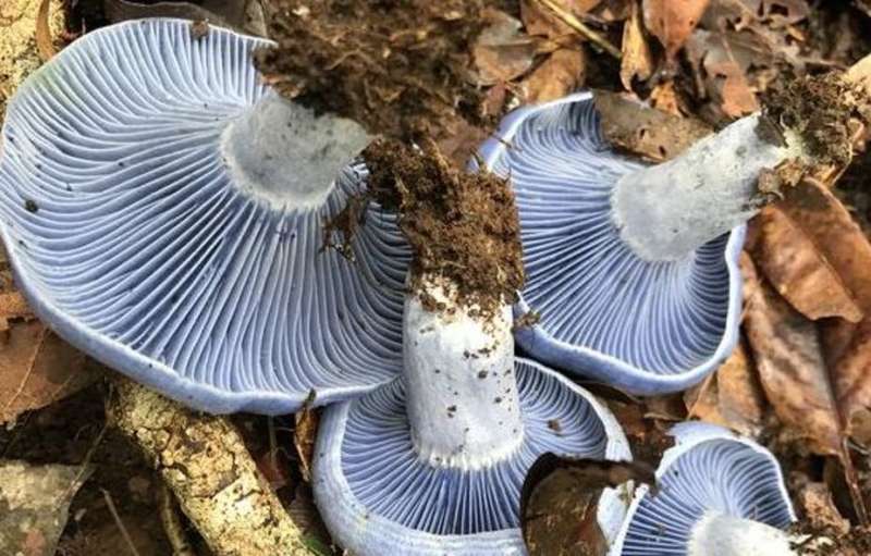 How a humble mushroom could save forests and fight climate change