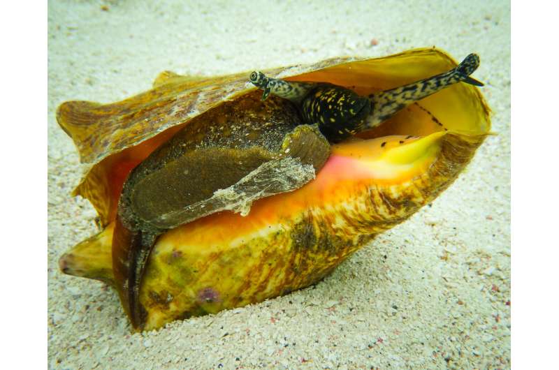 How a mollusk found in the Florida Keys can put you in jail