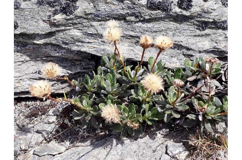 How a rare plant species could hinder a needed lithium mine