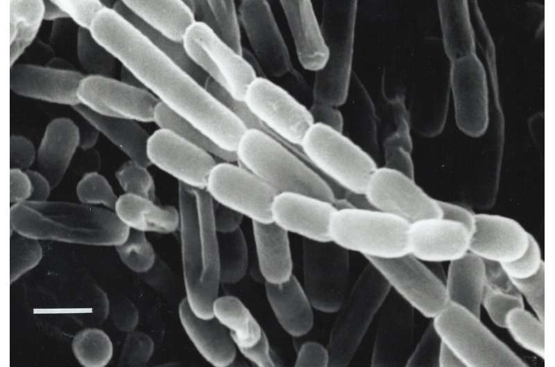 จุลินทรีย์ในดินสามารถเร่งการสังเคราะห์ด้วยแสงได้อย่างไร