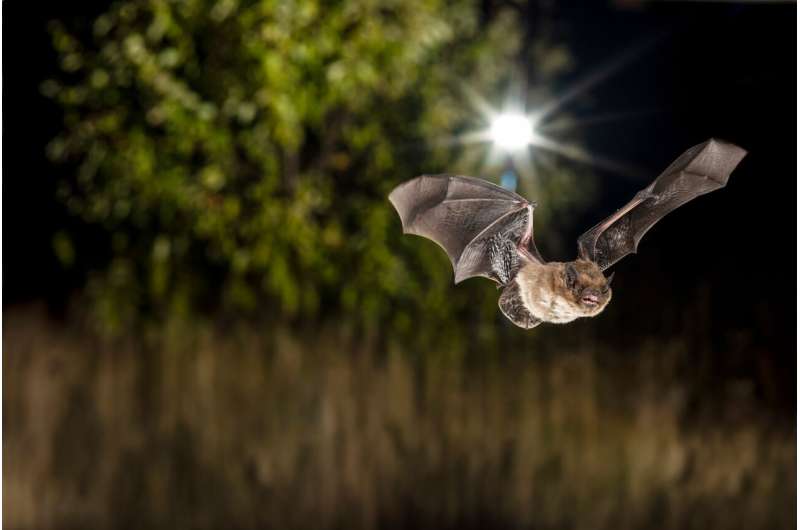How an urban bat differs from a rural bat