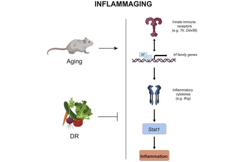 How are inflammation, aging and diet related?  The Systemic Regulatory Network First Described
