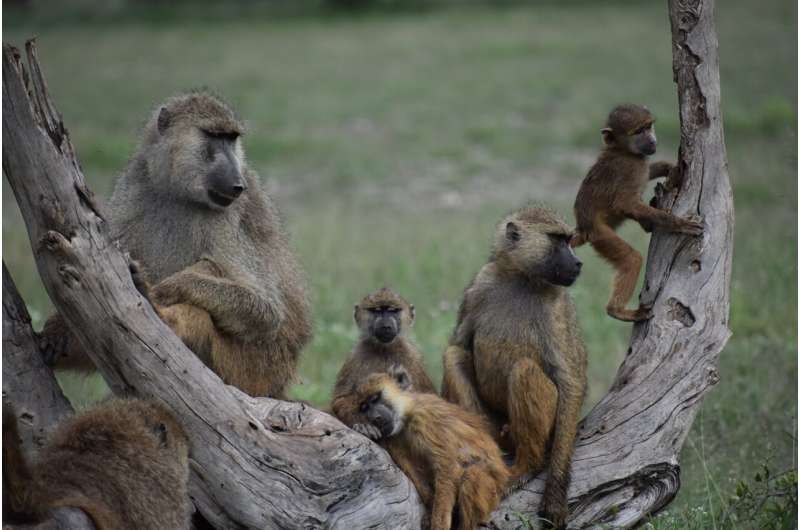 How baboons keep healthy family boundaries