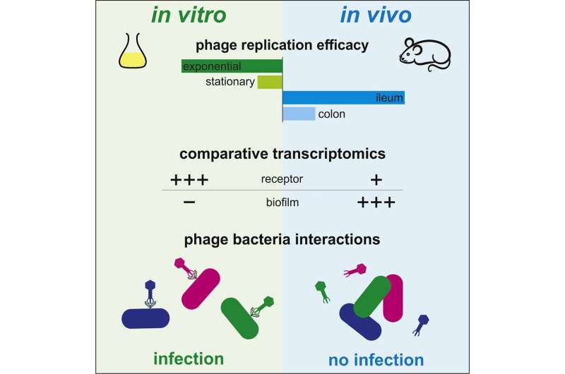 How bacteria evade bacteriophages in vivo