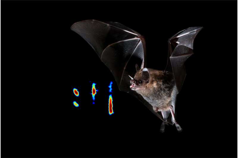 How bat brains listen out for incoming signals during echolocation
