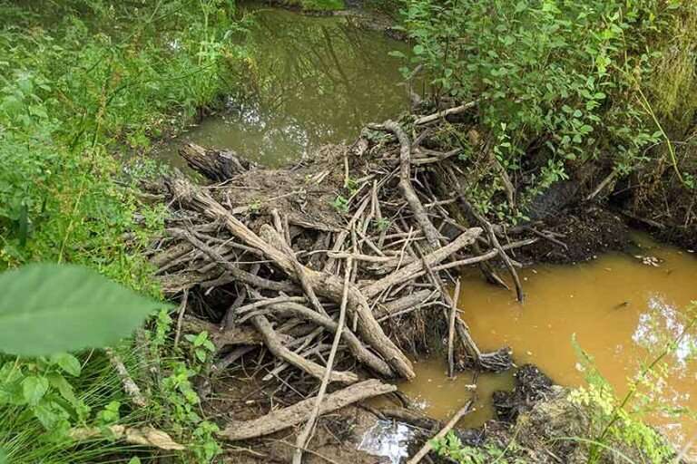 How beavers stay wet during UK drought