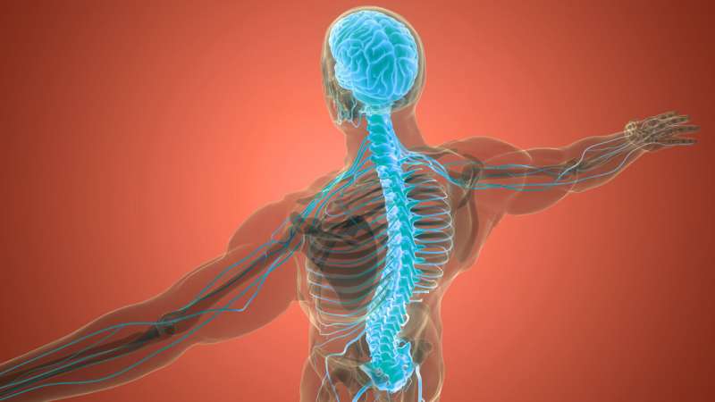 How “calming” our spinal cords could provide relief from muscle spasms