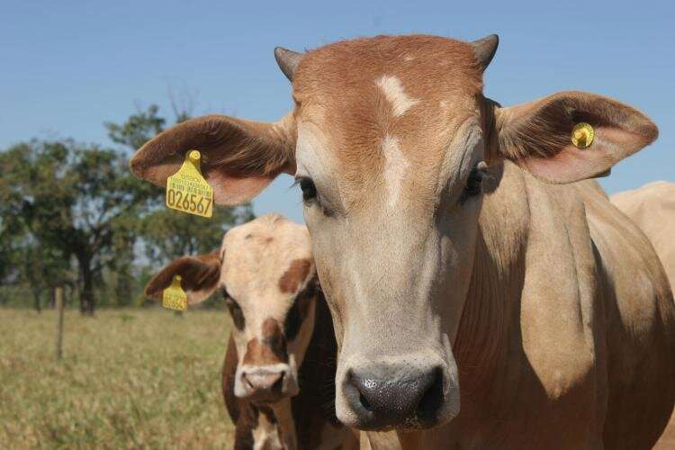 Cómo los ganaderos en Brasil podrían ayudar a reducir las emisiones de carbono