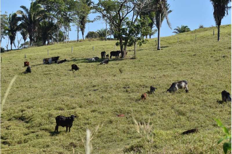 How cattle ranchers in Brazil cope with weather shocks