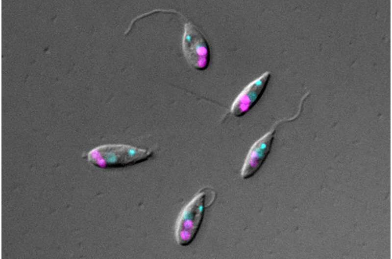 How cells gain control over their bacterial symbionts