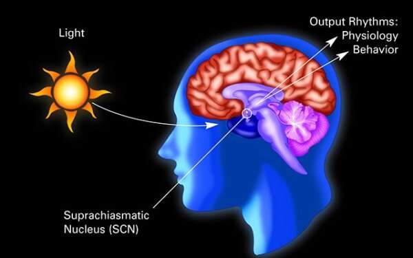 How changes in length of day change the brain and subsequent behavior