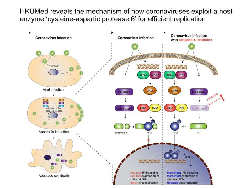 How coronaviruses exploit antiviral defence mechanisms for efficient replication