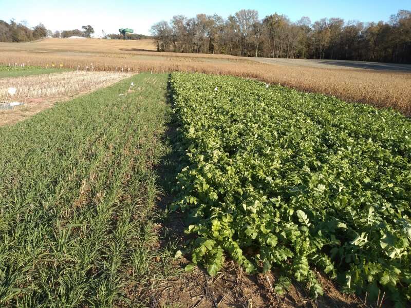 How cover crops can protect the Chesapeake Bay