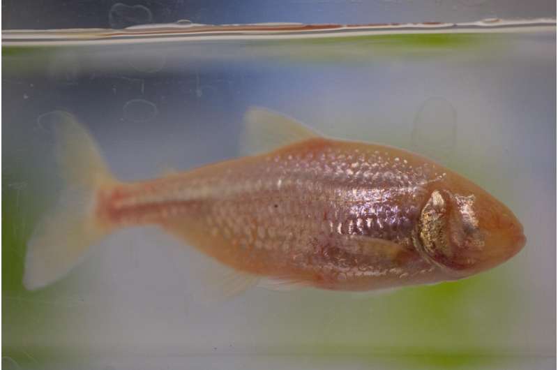 How do blind cavefish survive their low-oxygen environment?