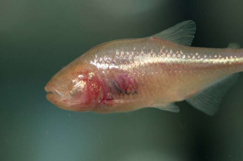How do blind cavefish survive their low-oxygen environment?