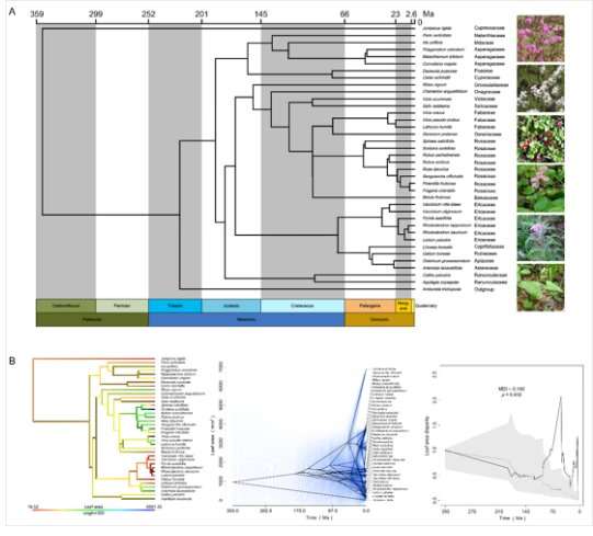 How do functional traits diversify and phylogenetically correlate for co-occurring understory species in boreal forests?
