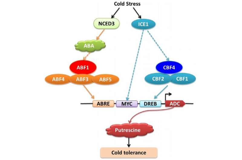 How do PA, ABA, and CBF pathways synergistically regulate melon cold tolerance?