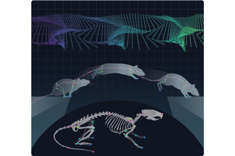 How does a skeleton move?—a new tracking method to quantify skeletal kinematics in freely moving rodents