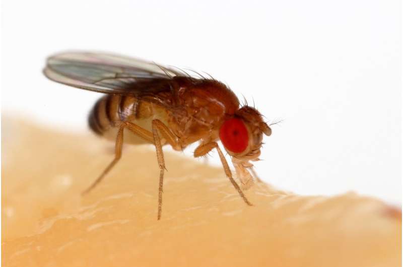 How flies lay off the extra salty snacks