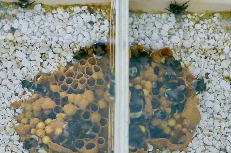 Cómo afecta el glifosato al cuidado de las crías de los abejorros