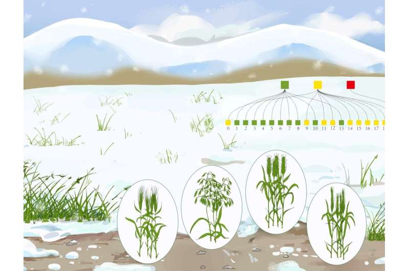 How grasses like wheat can grow in the cold