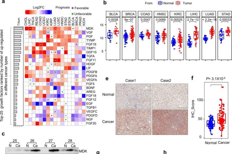How growth factor Midkine suppresses AMPK during cancer progression