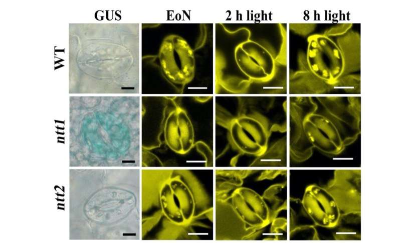 How guard cell chloroplasts obtain energy