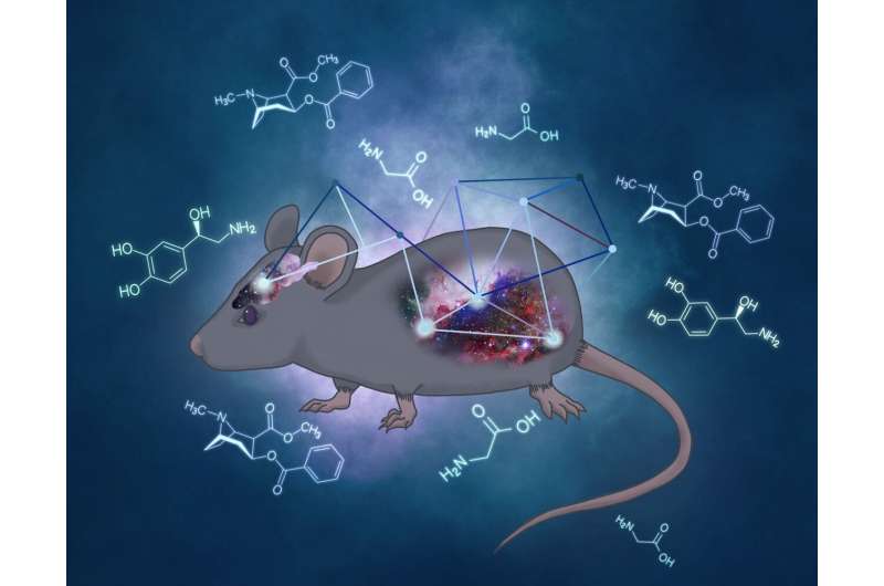 How gut bacteria influence the effects of cocaine in mice
