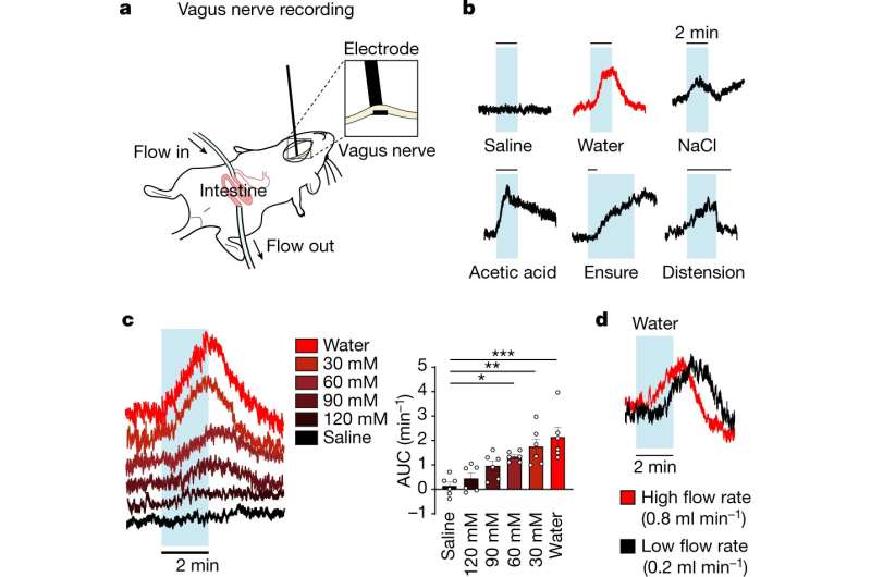 How gut neurons communicate with the brain to control thirst