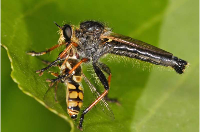 How hunting robber flies snatch victims from the air