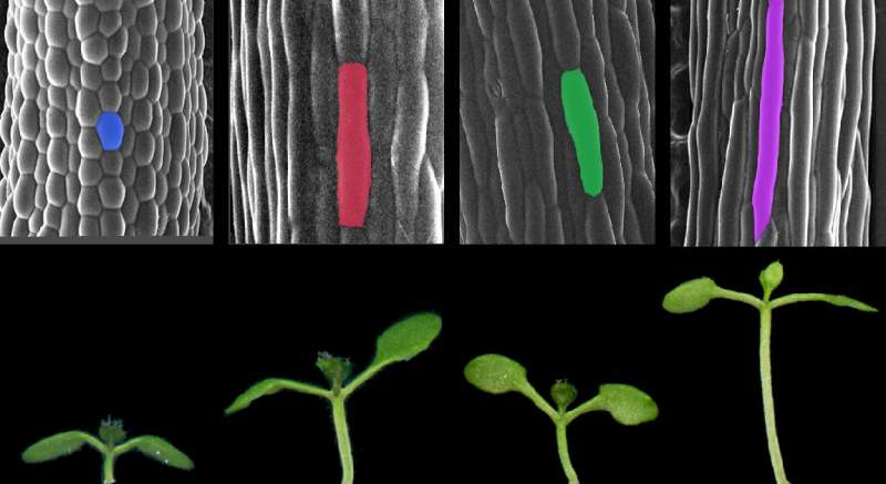 How light and temperature work together to affect plant growth