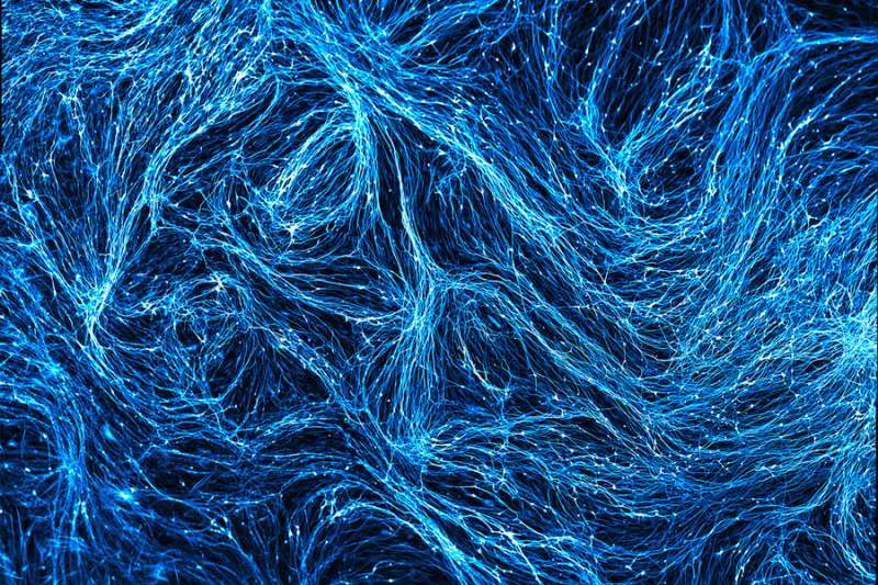 How microglia contribute to Alzheimer's disease