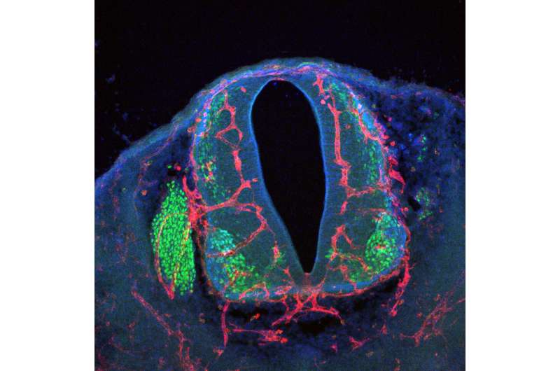 How nerve and vascular cells coordinate their growth