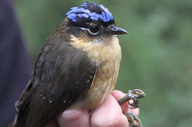 How new bird species arise