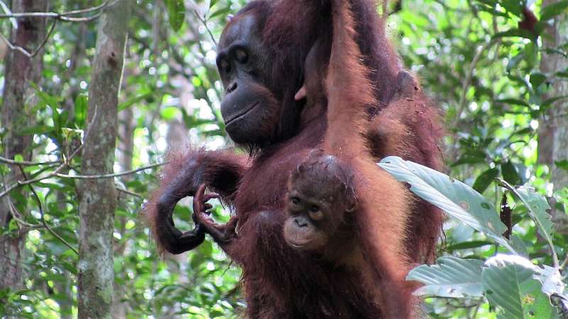 How orangutan mothers communicate with their offspring