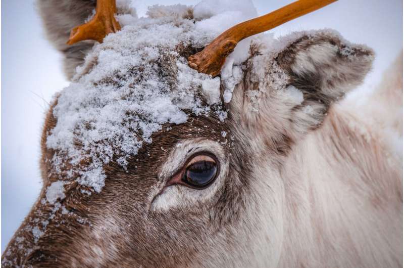 How reindeer eyes transform in winter to give them twilight vision