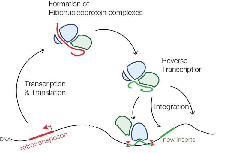 How retrotransposons control the brain