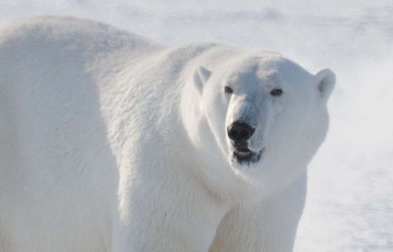 Как формируются виды: о чем говорит нам переплетение истории белого и бурого медведей