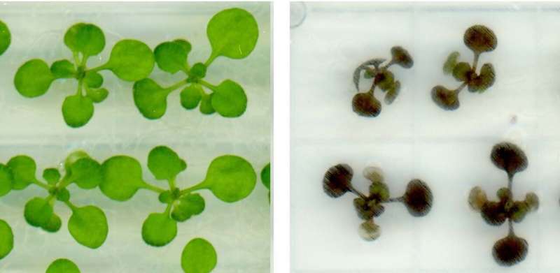 How stressed-out plants produce their own aspirin