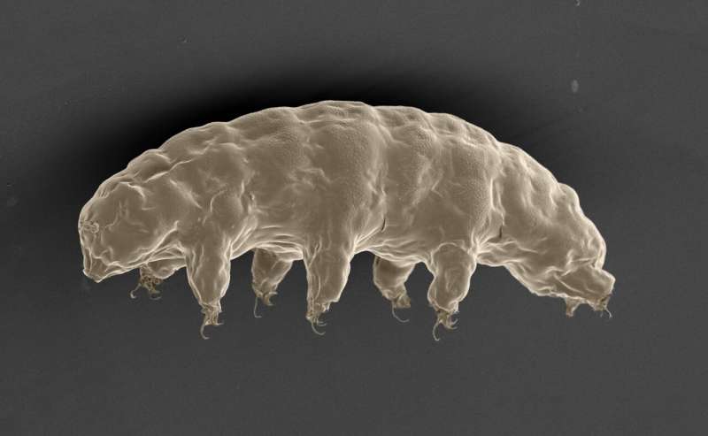 How tardigrades bear dehydration
