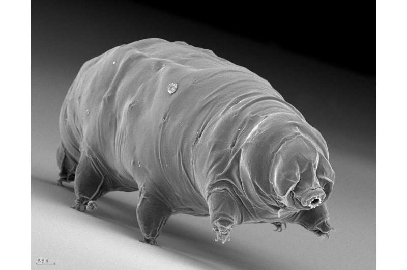 How tardigrades survive freezing temperatures