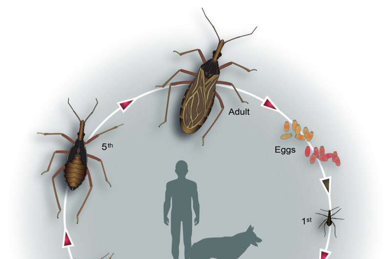 How the Chagas pathogen changes the intestinal microbiota of predatory bugs