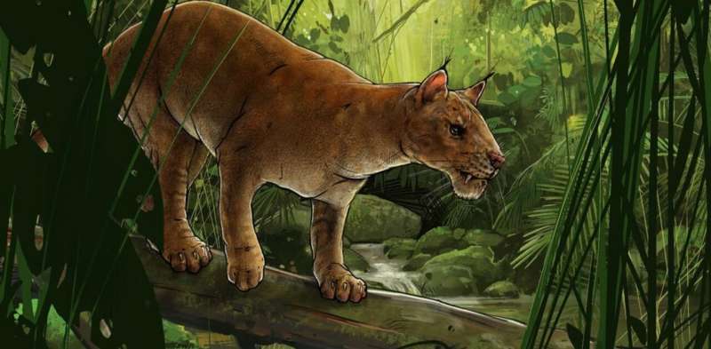 How the first cat-like sabre-tooth predator was discovered — and why it differs from modern cats