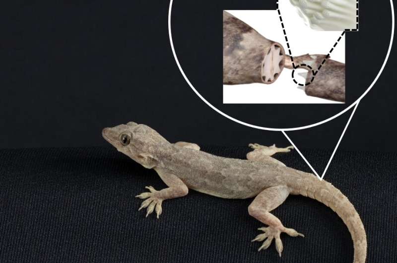 How the lizard tail can remain intact normally but break off when needed