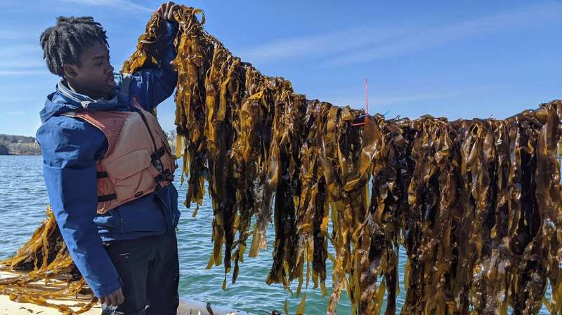 How to make kelp aquaculture a better carbon sink