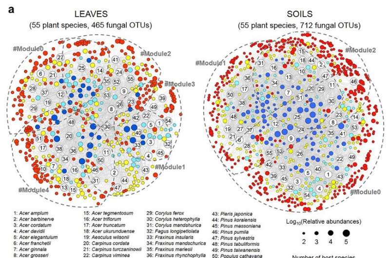 How tree species link fungal partners in their aboveground and belowground habitats across a large-scale forest ecosystem
