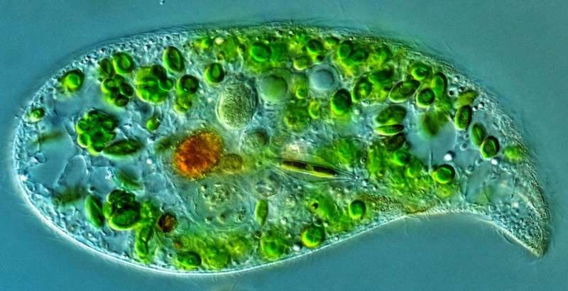 How we found microbes rarer than a ticket to the moon