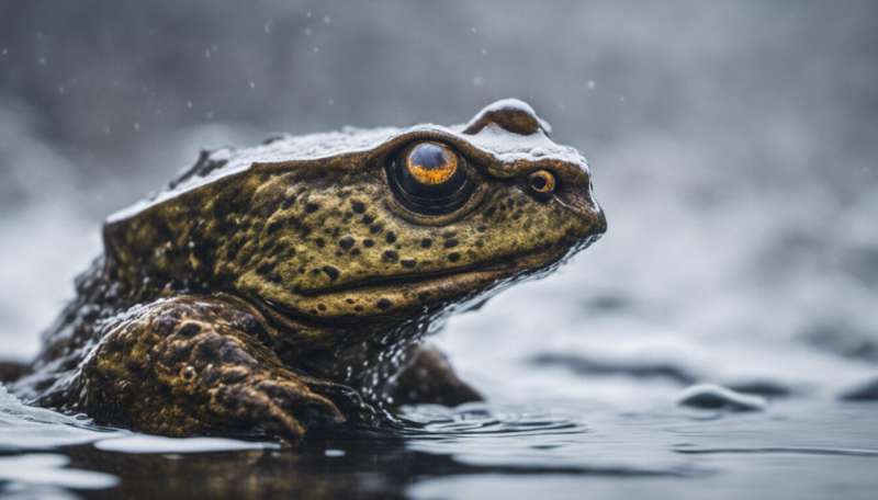 Cómo ha evolucionado la vida silvestre en los estanques para sobrevivir al agua congelada y cómo puede ayudar a que más animales se mantengan con vida