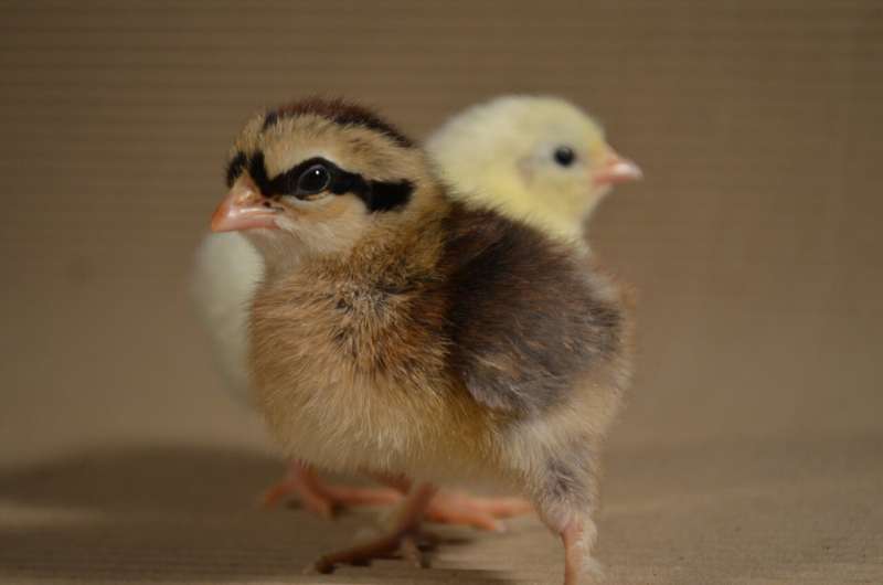 How young chickens play can indicate how they feel
